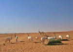 طلوع افتاب در صحرا و تجربه حیات وحش در سافاری - تصویر 3